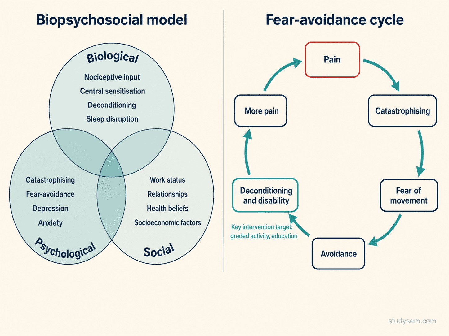 Two-panel diagram. Left panel: the biopsychosocial model with overlapping circles labelled biological (central sensitisation, sleep, deconditioning), psychological (beliefs, fear-avoidance, catastrophising, mood), and social (work, relationships, ACEs). Right panel: the pain-fear avoidance cycle as a feedback loop - pain leads to catastrophising, then fear of movement, then avoidance, then deconditioning, then more pain.