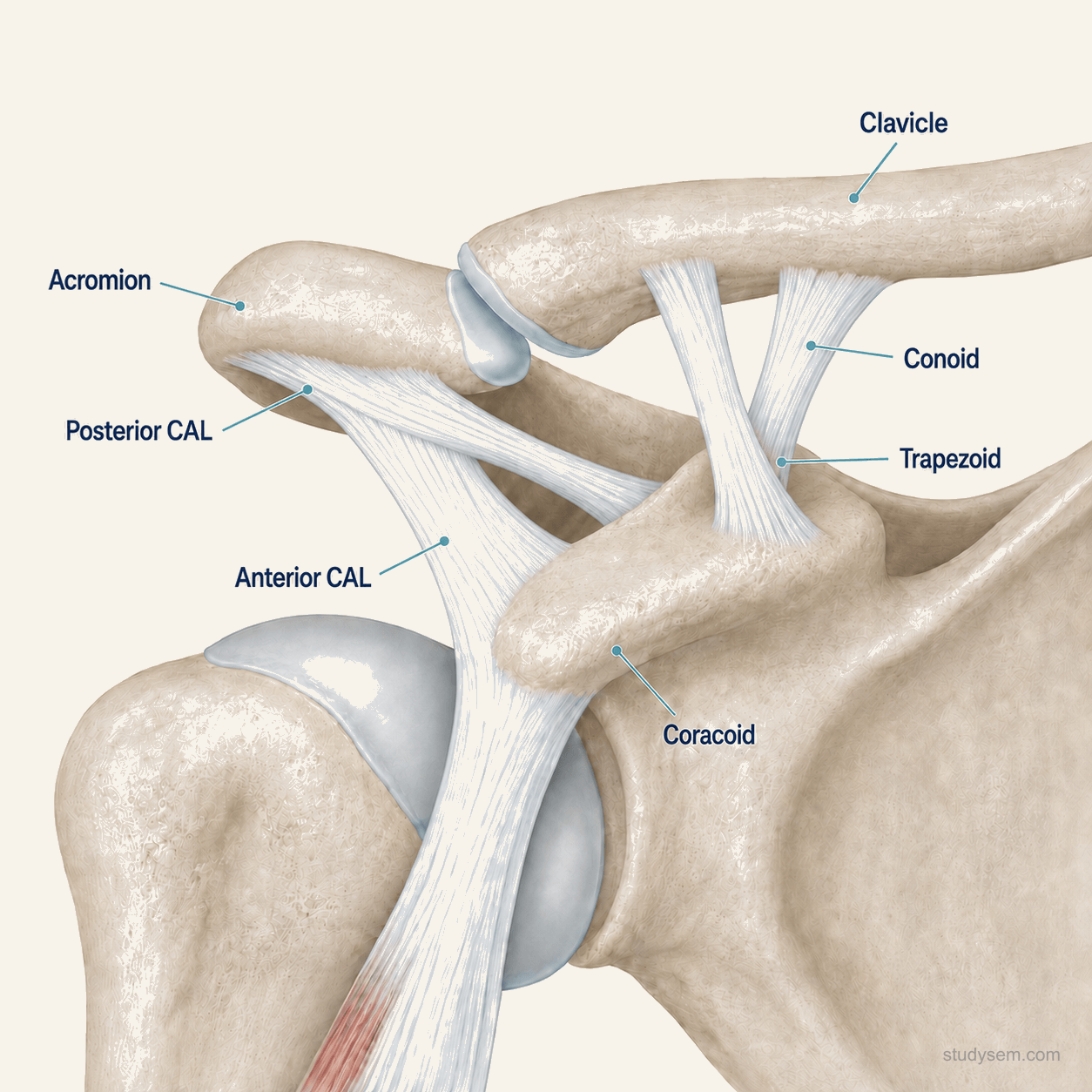 Anatomical diagram of the acromioclavicular joint stabilisers: the AC ligament providing horizontal stability and the conoid and trapezoid coracoclavicular ligaments providing vertical stability between the distal clavicle and acromion.