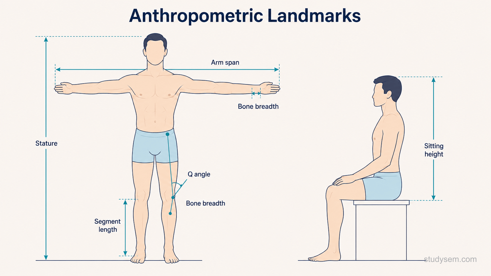 A standing human figure shown from the front and side, anatomically accurate, with short labels marking key anthropometric landmarks and segments: stature, sitting height, arm span, upper and lower limb segment lengths, and biepicondylar breadths at the elbow and knee. On the lower limb, the Q angle is drawn as the angle between a line from the anterior superior iliac spine to the centre of the patella and a line from the patella to the tibial tuberosity, marked as a traditional static measure.