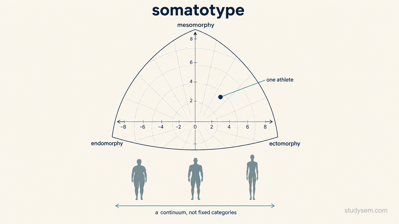 A somatochart drawn as a two dimensional coordinate plot with a single plotted point representing one athlete's somatotype. Three regions of the plot are labelled toward their poles: endomorphy, mesomorphy and ectomorphy. Beside the plot, three simple neutral body silhouettes represent the poles: a rounder softer build, a broad muscular build and a tall slender long limbed build, shown as ends of a continuum rather than as separate exclusive categories.