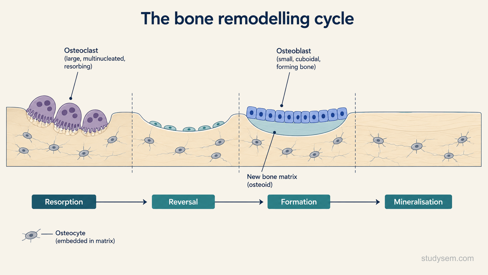 A diagram of the bone remodelling cycle along a strip of bone surface, showing the sequence from left to right: large multinucleated osteoclasts resorbing a small cavity in old bone, a reversal phase, then cuboidal osteoblasts lining the cavity and laying down new bone matrix, and finally the new bone mineralising, with osteocytes shown embedded within the surrounding bone.