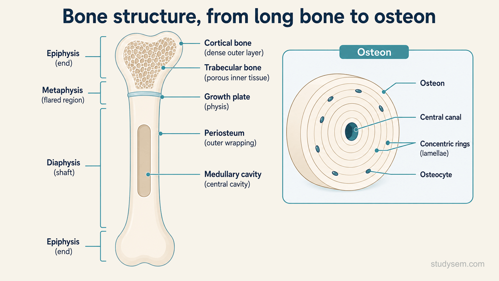 A labelled diagram of a long bone showing its main regions, the diaphysis or central shaft, the flaring metaphyses, and the epiphyses at each end, with the growth plate or physis between metaphysis and epiphysis, the periosteum wrapping the outside, the endosteum lining the inside, and the central medullary cavity, and showing the dense cortical bone of the shell and shaft alongside the porous honeycomb trabecular bone at the bone end; with a separate bordered panel to the side showing an osteon as concentric rings of bone around a central canal, with osteocytes in small spaces between the rings.