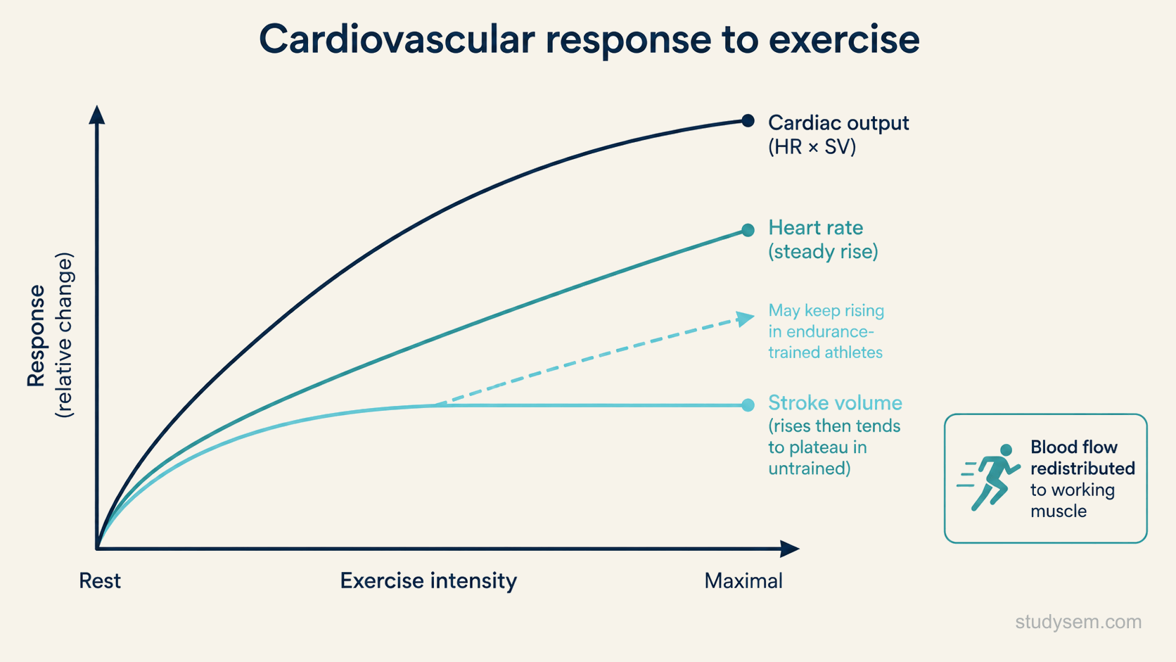 A line graph showing the cardiovascular response to increasing exercise intensity, with exercise intensity on the horizontal axis. Heart rate rises steadily in a nearly straight line across the whole range. Stroke volume rises at first and then tends to level off at moderate intensity in an untrained person, with a note that in endurance-trained athletes it may keep rising. Cardiac output, the product of the two, rises across the range. A small side note indicates that blood flow is redistributed towards the working muscles during exercise.