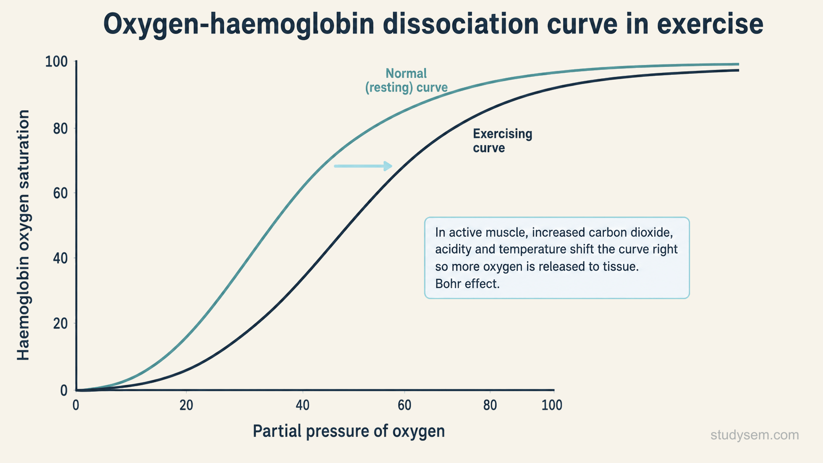 An oxygen-haemoglobin dissociation curve with oxygen partial pressure on the horizontal axis and haemoglobin oxygen saturation on the vertical axis, drawn as a sigmoid (S-shaped) curve. A second curve is drawn shifted to the right of the first, labelled as the exercising state, with a note that increased carbon dioxide, acidity and temperature in active muscle shift the curve right and unload more oxygen.
