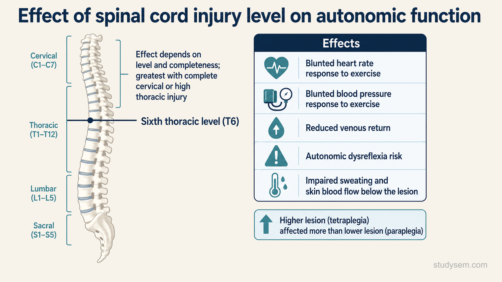 A concept figure of a simplified spine shown vertically with the sixth thoracic level marked, illustrating that cardiovascular and thermoregulatory impairment depends on the level and completeness of a spinal cord injury and is greatest with a complete cervical or high thoracic lesion, listing the effects: a blunted heart rate and blood pressure response to exercise, reduced venous return, autonomic dysreflexia risk, and impaired sweating and skin blood flow below the lesion, with tetraplegia from higher lesions affected more than paraplegia.