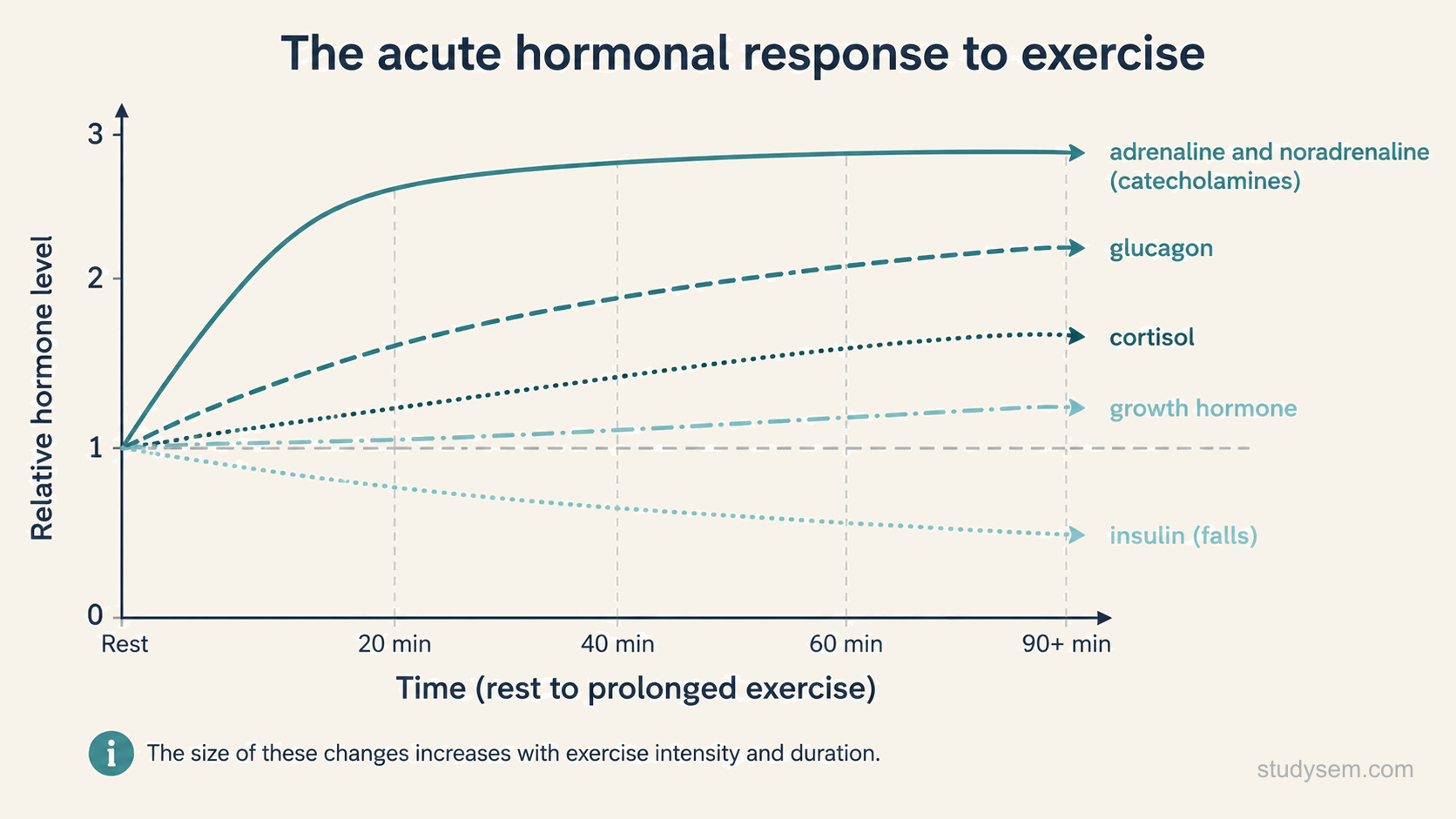A line graph showing how the main hormones change during a bout of prolonged exercise, with time from rest through the duration of exercise on the horizontal axis and the relative hormone level on the vertical axis. Four curves rise during exercise: adrenaline and noradrenaline together rise early and steeply, glucagon rises, cortisol rises more gradually as the effort continues, and growth hormone rises during the bout. One curve, insulin, falls during exercise. A note indicates that the size of these changes increases with the intensity and the duration of the exercise.