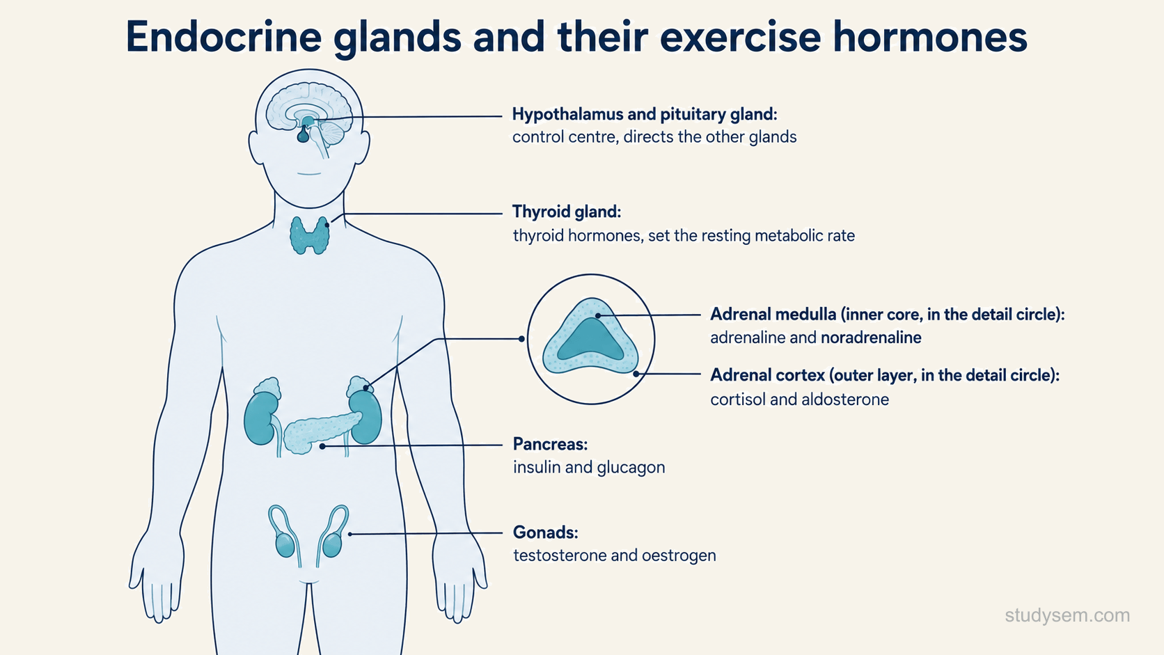 A schematic front view of a human body with the main endocrine glands involved in exercise marked in place and each labelled with the hormones it releases: the hypothalamus and pituitary gland in the head, labelled as the control centre; the thyroid gland at the front of the neck; the two adrenal glands sitting on top of the kidneys, with the inner medulla releasing adrenaline and noradrenaline and the outer cortex releasing cortisol and aldosterone; the pancreas in the upper abdomen releasing insulin and glucagon; and the gonads in the pelvis, the ovaries or testes, releasing oestrogen and testosterone.