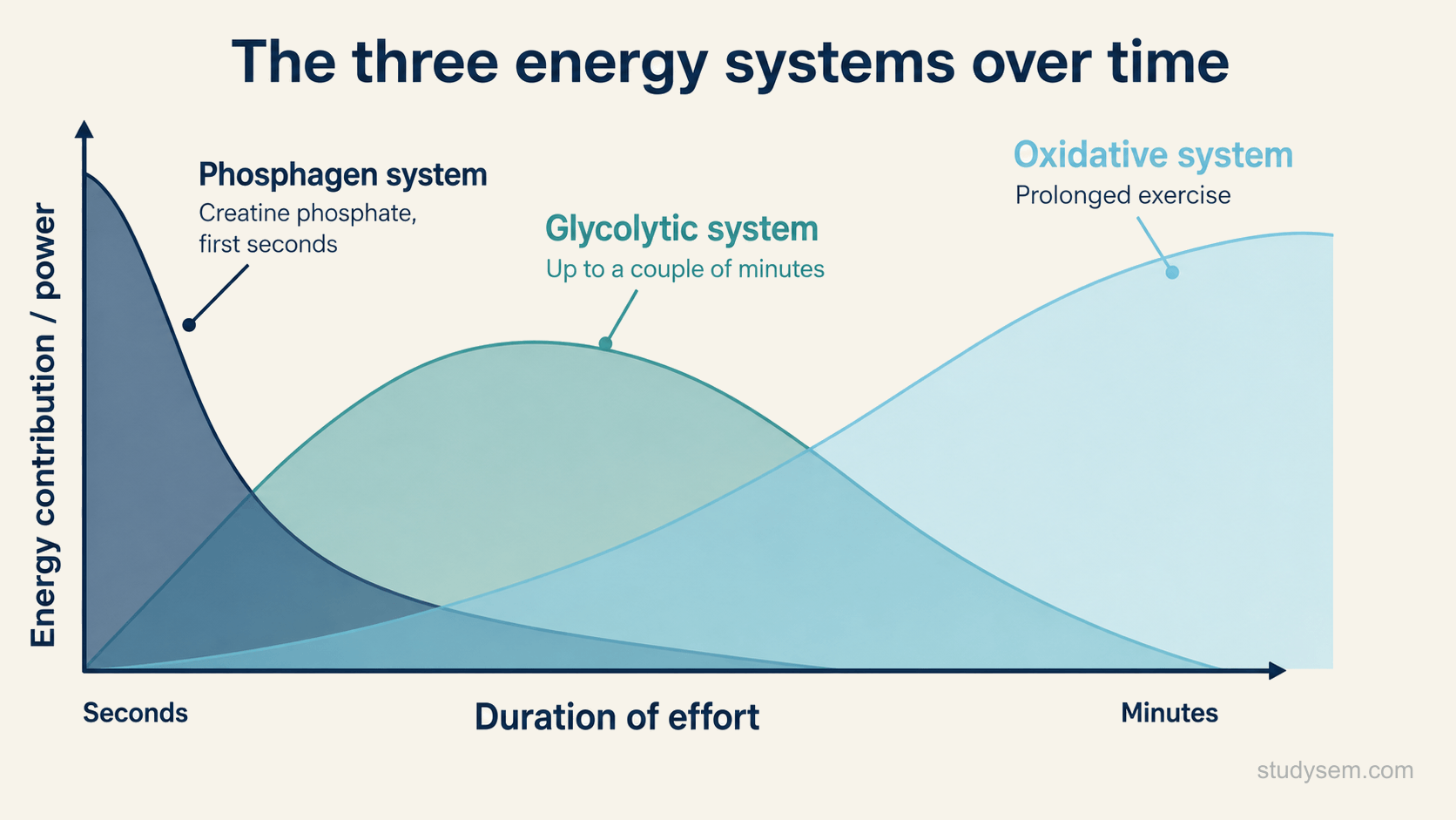 A graph showing how the three energy systems contribute as the duration of a maximal effort increases, with duration from short to long along the horizontal axis and power output on the vertical axis. The phosphagen system gives the highest power in the briefest efforts, the glycolytic system provides much of the energy in hard efforts of short to moderate duration, and the oxidative system provides progressively more of the energy as the effort is sustained, with the three overlapping and all contributing from the start rather than switching sharply.