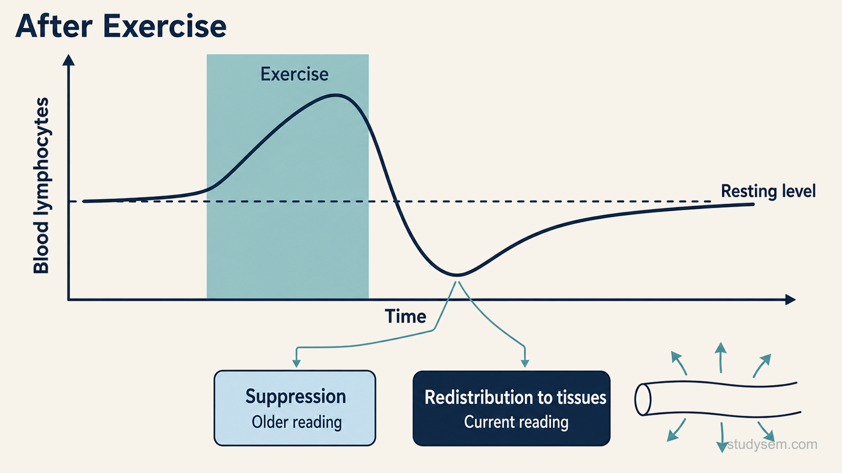 A diagram showing lymphocyte count in blood plotted against time around a bout of exercise. The line rises sharply during exercise, falls below the pre-exercise level in the one to two hours afterwards, then returns to baseline. Two interpretations of the dip are shown as labelled branches from it: one labelled suppression and marked as the older reading, and one labelled redistribution to tissues and marked as the current reading, with small arrows from the bloodstream toward peripheral tissue.