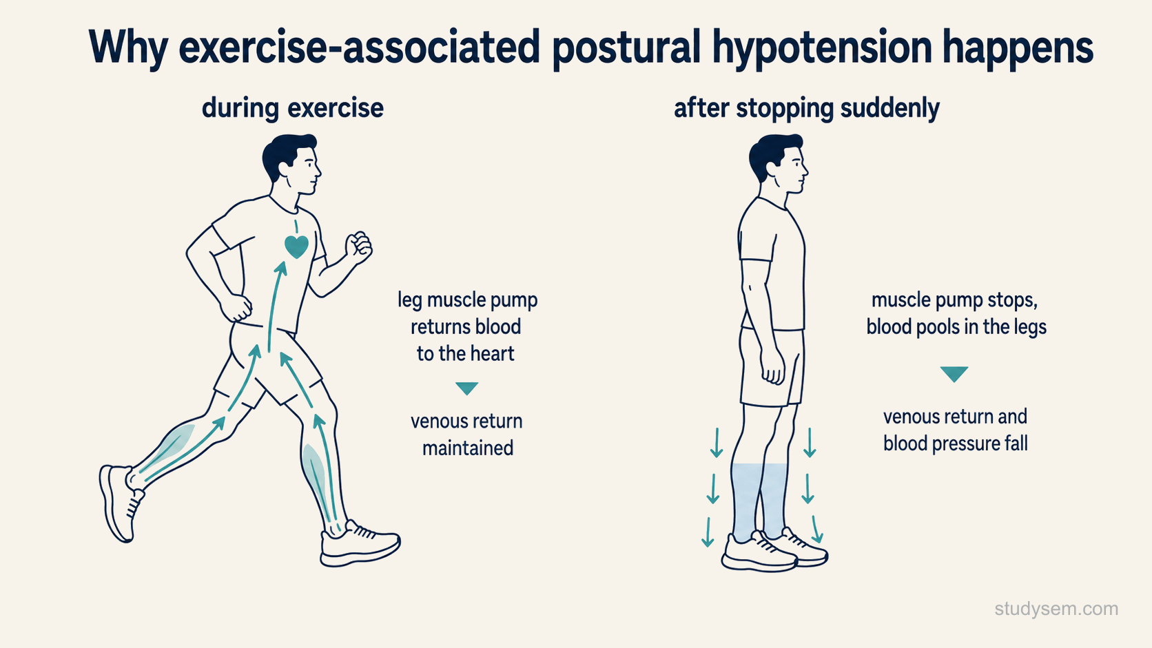 A two-state figure contrasting the same runner during exercise, where the leg muscle pump returns blood to the heart, with after stopping suddenly, where the pump switches off, blood pools in the legs and the blood pressure falls.