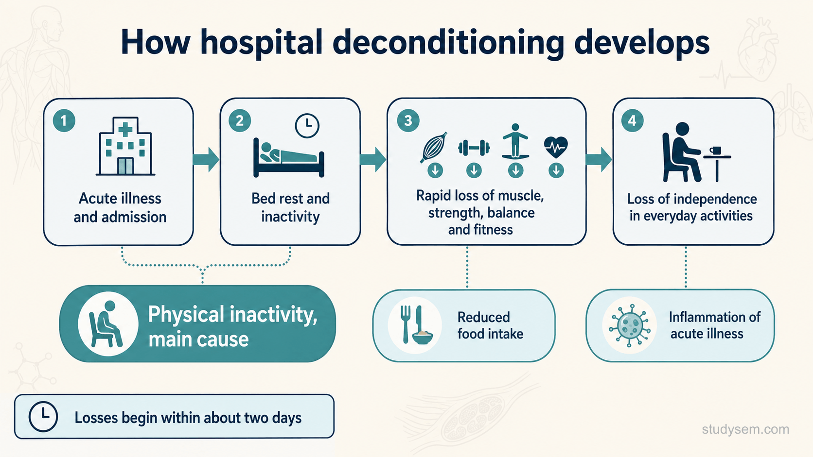 A clean reference panel on a cream background titled 'How hospital deconditioning develops'. A short central chain reads 'Acute illness and admission' leading to 'Bed rest and inactivity' leading to 'Rapid loss of muscle, strength, balance and fitness' leading to 'Loss of independence in everyday activities'. Three contributing factors are labelled around the chain: 'Physical inactivity (main cause)', 'Reduced food intake', and 'Inflammation of acute illness'. A short footer reads 'Decline can begin within days, sometimes hours'. Flat navy and teal on cream, Inter typeface.