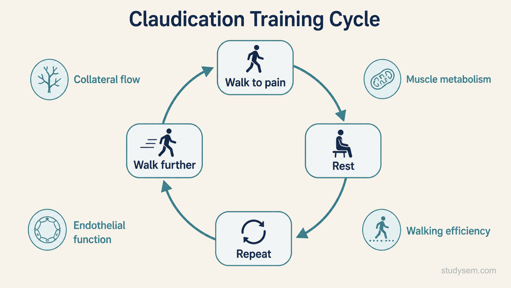 A cycle diagram showing how supervised exercise improves walking distance in peripheral arterial disease. Four linked stages arranged in a loop: walking to the onset of claudication pain, then a period of rest allowing the pain to settle, then repeated bouts producing adaptation, then improved pain-free walking distance which feeds back into longer walking before pain. Short labels mark the adaptations: collateral flow, muscle metabolism, walking efficiency and endothelial function.