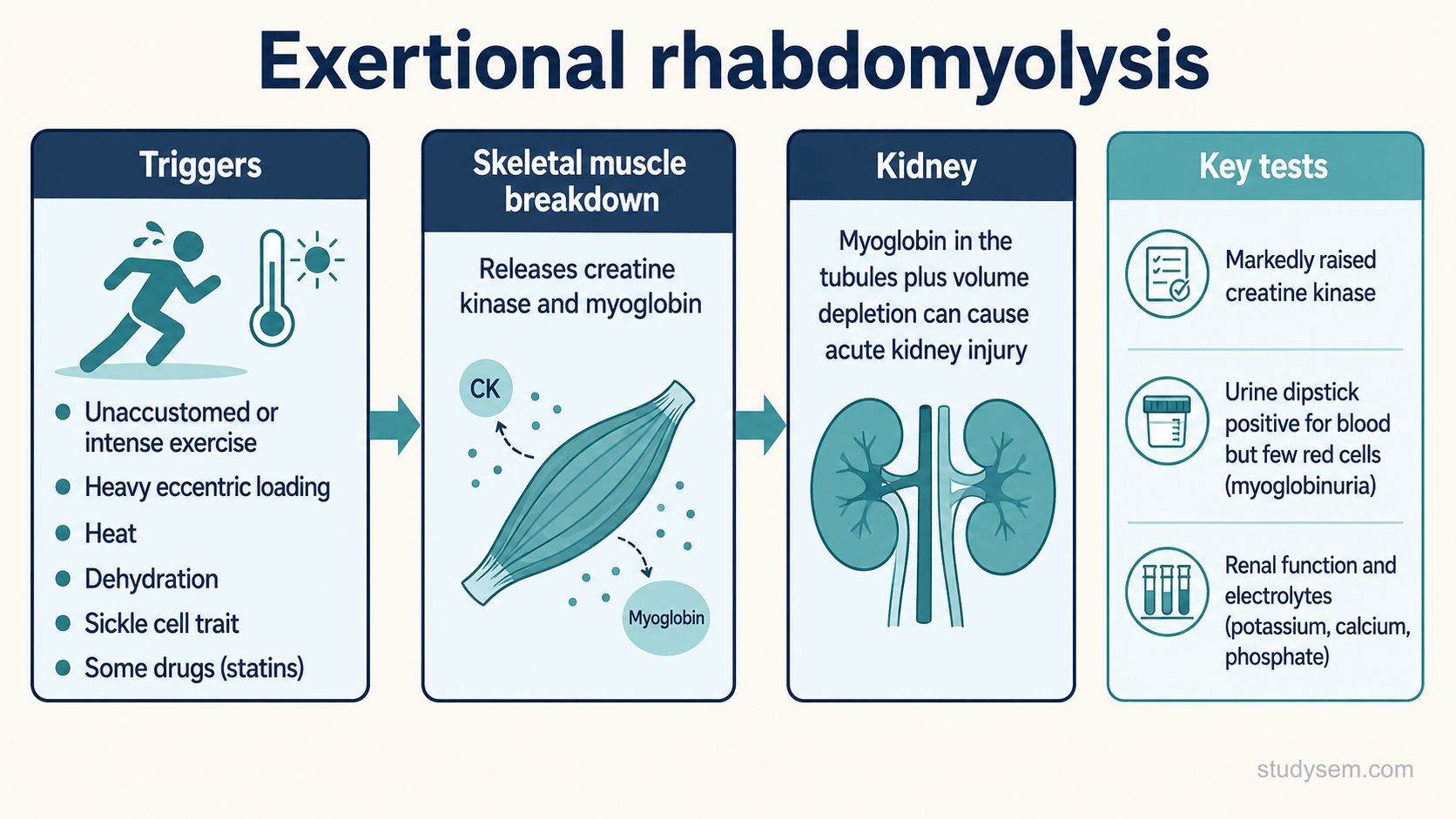 A pathway figure. Triggers such as unaccustomed or intense exercise, heavy eccentric loading, heat and dehydration lead to skeletal muscle breakdown, releasing creatine kinase and myoglobin. Myoglobin in the renal tubules with volume depletion can contribute to acute kidney injury. A panel notes that diagnosis needs significant muscle symptoms after exercise plus a raised creatine kinase, commonly at least five times the upper limit of normal, and that a urine dipstick positive for blood with few red cells indicates pigmenturia, which may be myoglobin or haemoglobin. A note states that kidney risk depends on renal function, hydration, electrolytes and clinical condition and may not track the creatine kinase.
