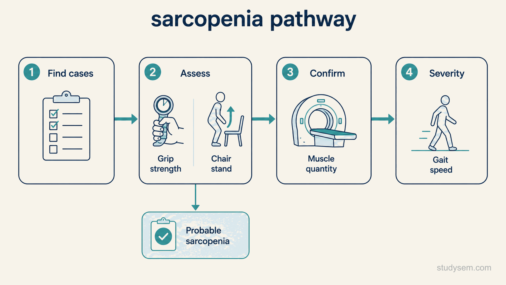 A four-stage horizontal pathway diagram for sarcopenia assessment. The first stage is labelled find cases and shows a short screening questionnaire. The second stage is labelled assess and shows grip strength and a chair stand test as the two options. The third stage is labelled confirm and shows muscle quantity measurement by imaging. The fourth stage is labelled severity and shows a walking figure representing gait speed. Arrows connect the stages left to right.