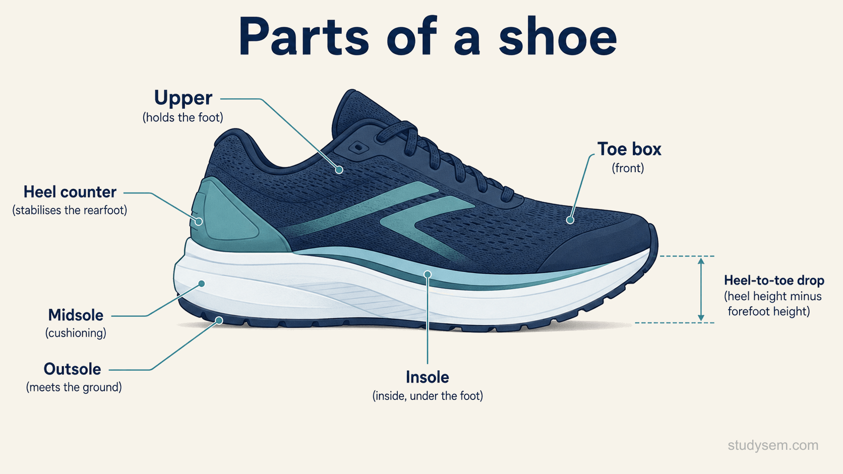 A labelled side-view diagram of a training shoe showing its main parts: the upper that holds the foot, the toe box at the front, the heel counter at the back that stabilises the rearfoot, the outsole that meets the ground, the midsole above it that provides cushioning, the insole under the foot, and the heel-to-toe drop shown as the height difference between the heel and the forefoot.