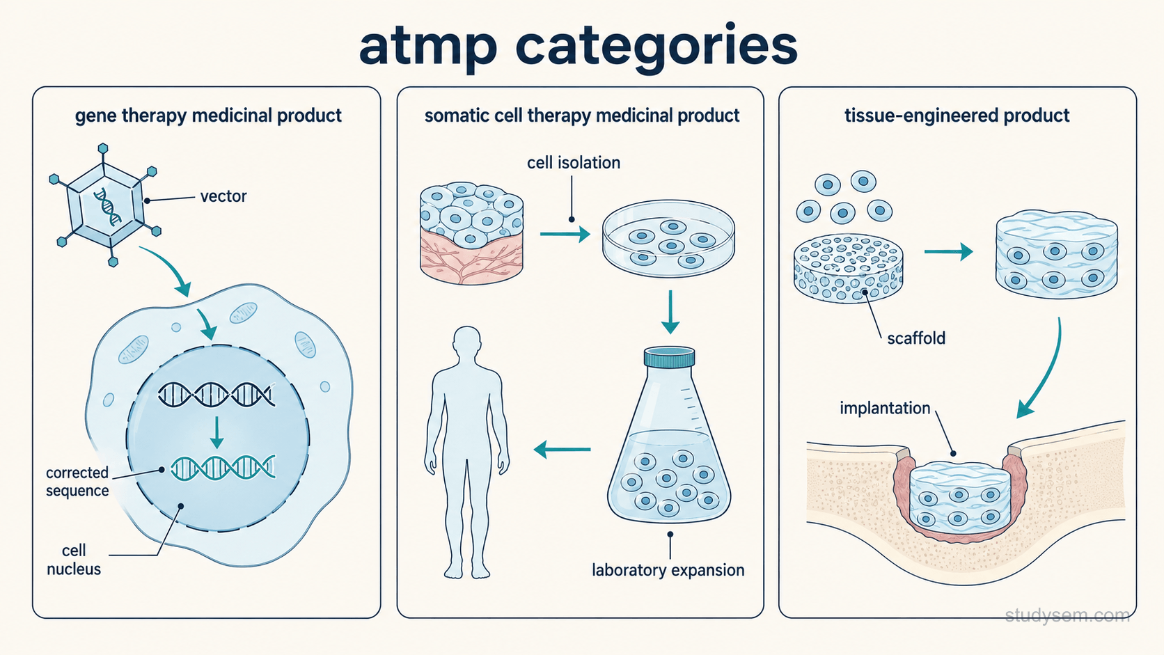 Three clearly separated panels on a cream background, each with a simple schematic. Panel one, labelled gene therapy medicinal product, shows a length of double helix with a vector delivering a corrected sequence into a cell nucleus. Panel two, labelled somatic cell therapy medicinal product, shows cells isolated from tissue, grown in a laboratory flask over time, then returned to the patient. Panel three, labelled tissue-engineered product, shows cells seeded onto a scaffold that is shaped and then implanted into a tissue defect. Labels only: vector, corrected sequence, cell nucleus, cell isolation, laboratory expansion, scaffold, implantation.