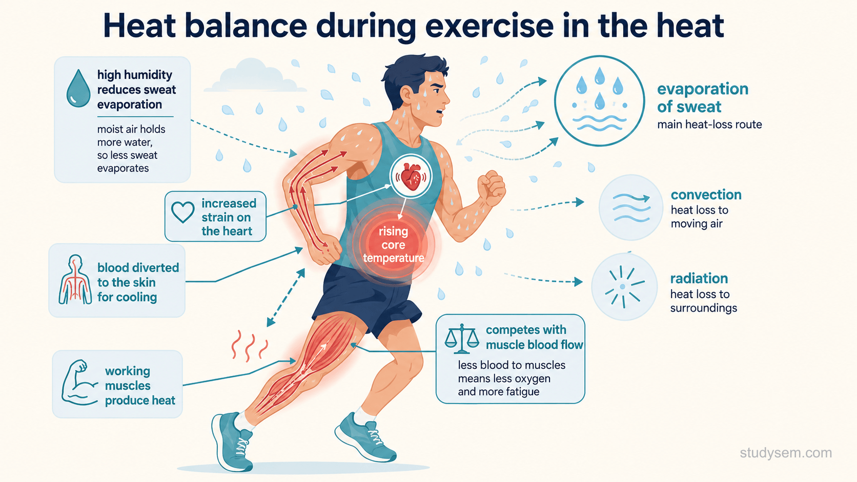 A heat-balance schematic of a runner exercising in hot, humid conditions. Working muscles produce heat and core temperature rises; heat is lost by evaporation of sweat, which is the main route, and by convection and radiation. High humidity reduces sweat evaporation, blood is diverted to the skin for cooling and competes with muscle blood flow, and there is increased strain on the heart.