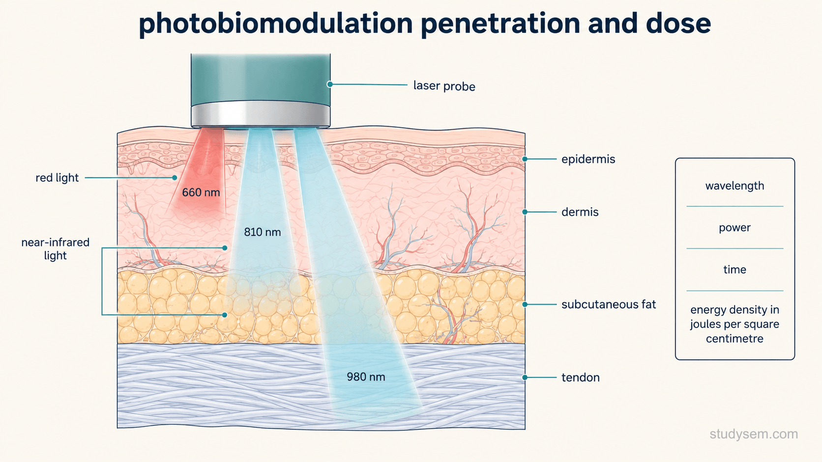Cross-section of skin, subcutaneous fat and underlying tendon on a cream background, with a laser probe held in contact with the skin. Three light beams of different wavelengths are drawn penetrating to progressively different depths, the shortest reaching the dermis and the longest reaching the tendon, each labelled with its approximate wavelength in nanometres. A small dose box beside the tissue lists only the four parameters that define the dose. Labels only: laser probe, red light, near-infrared light, tendon, wavelength, power, time, energy density in joules per square centimetre.