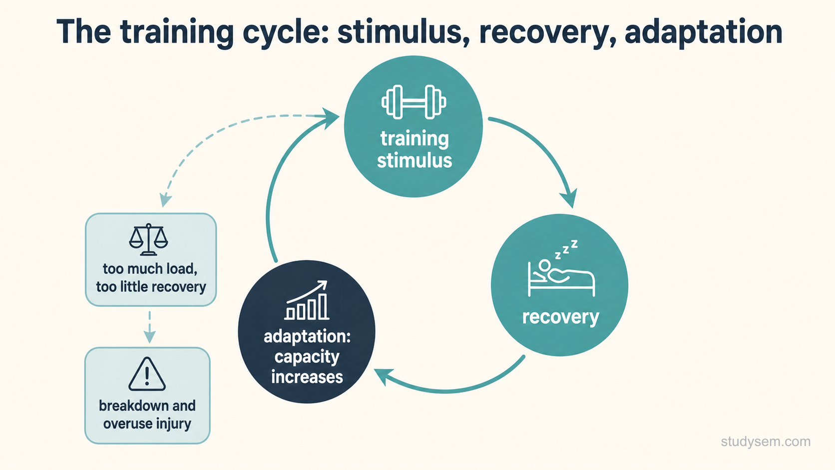 Cyclical diagram of the training cycle: a training stimulus leads through recovery to adaptation and increased capacity, forming a loop, with a secondary branch showing that too much load with too little recovery leads to breakdown and overuse injury.