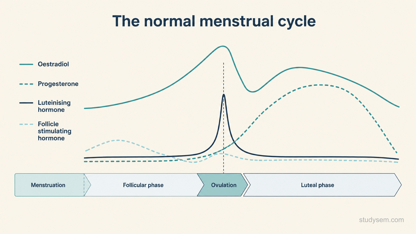 A schematic of one normal menstrual cycle. A horizontal band along the bottom marks menstruation, the follicular phase, ovulation and the luteal phase. Above it, qualitative curves show oestradiol rising to a late follicular peak then a second luteal rise, a sharp luteinising hormone spike at ovulation, follicle stimulating hormone low with a small early rise, and progesterone rising through the luteal phase. No day numbers or axis values are shown.