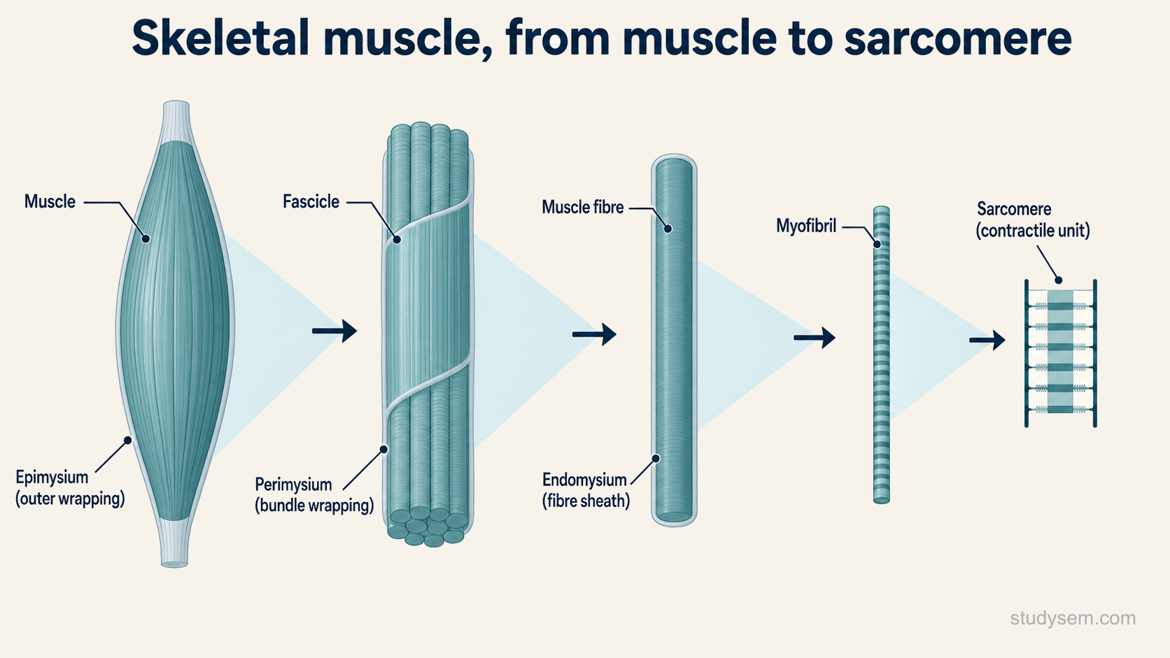 A labelled zoom-in sequence of skeletal muscle structure, starting from a whole muscle wrapped in the epimysium, then a bundle of fibres called a fascicle wrapped in perimysium, then a single long muscle fibre surrounded by endomysium, then a myofibril within the fibre, and finally a single sarcomere as the contractile unit, with the connective tissue sheaths epimysium, perimysium and endomysium labelled.