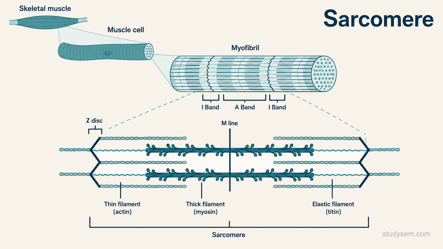 A diagram zooming from a whole skeletal muscle to a muscle cell and a myofibril, with its I-bands and A-band marked, then to a single sarcomere showing thin actin filaments, thick myosin filaments and an elastic titin filament, with the Z-discs at each end anchoring the actin and the central M-line anchoring the myosin.