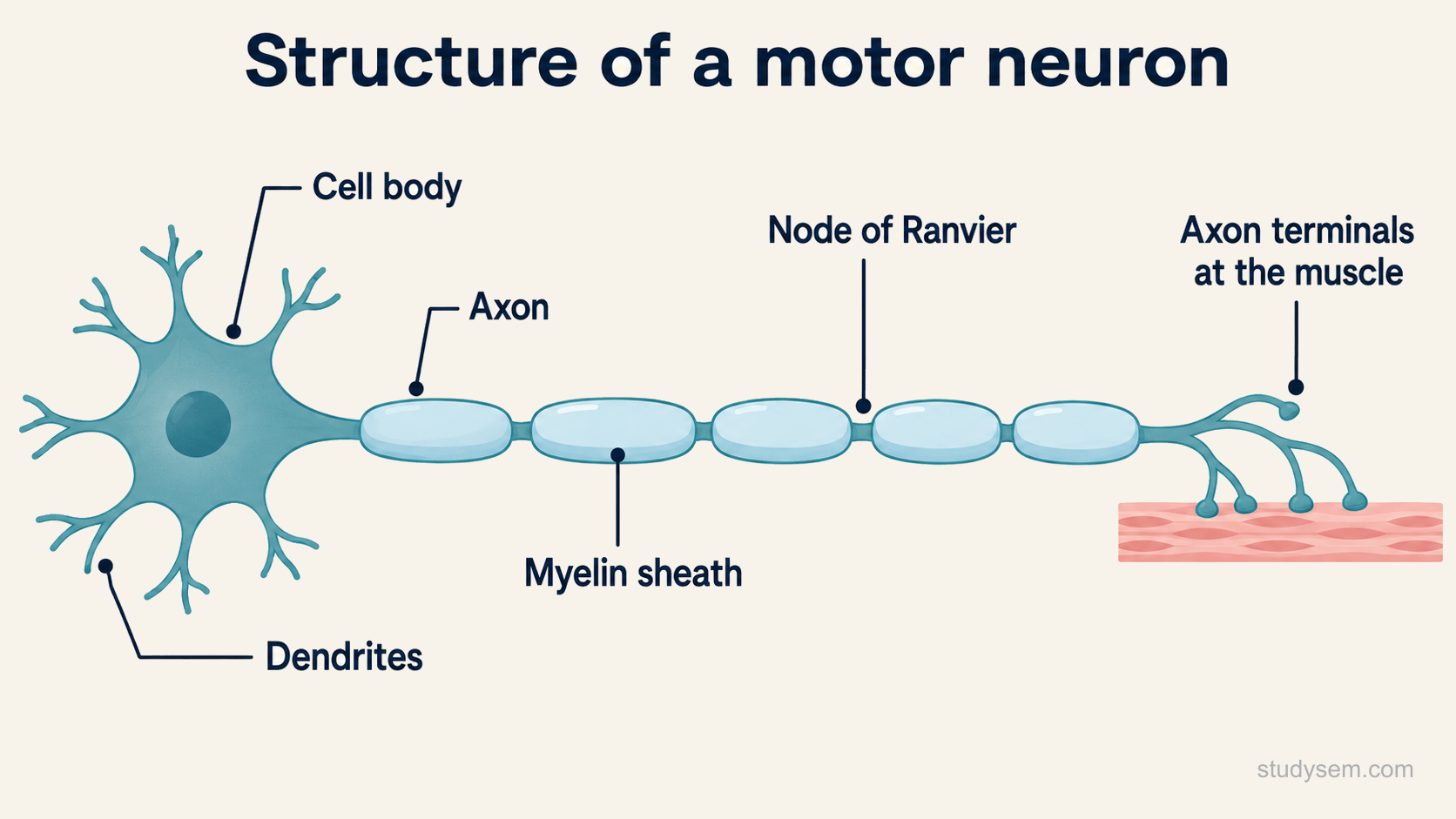 A labelled diagram of a single motor neuron: a cell body with several branching dendrites, a long axon extending away, the axon wrapped in segments of myelin sheath formed by Schwann cells with small gaps between the segments called nodes of Ranvier, and the axon ending in terminals at a muscle.