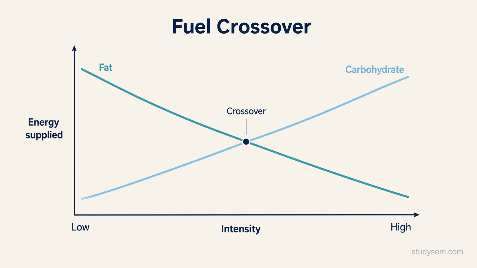 A crossover graph showing the relative contribution of fat and carbohydrate to energy production against exercise intensity. The horizontal axis runs from low to high intensity and the vertical axis shows the proportion of energy supplied. A descending curve labelled fat and an ascending curve labelled carbohydrate cross one another at moderate intensity, with the crossing point marked. Short labels indicate that fat predominates at lower intensity and carbohydrate at higher intensity.