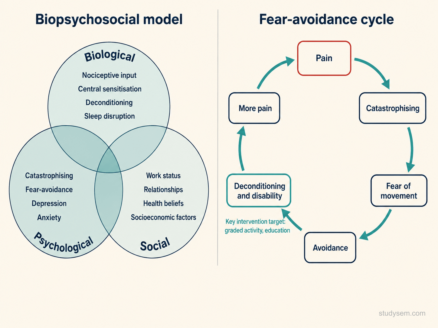 Two-panel diagram. Left panel: the biopsychosocial model with overlapping circles labelled biological (central sensitisation, sleep, deconditioning), psychological (beliefs, fear-avoidance, catastrophising, mood), and social (work, relationships, ACEs). Right panel: the pain-fear avoidance cycle as a feedback loop - pain leads to catastrophising, then fear of movement, then avoidance, then deconditioning, then more pain.