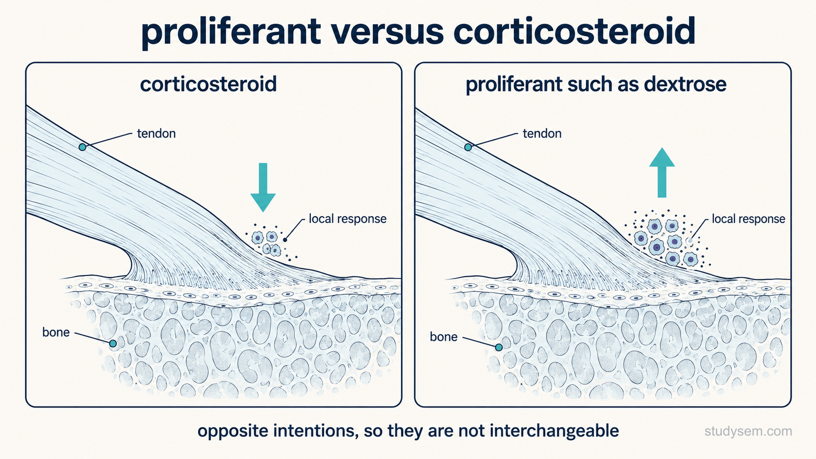 Two side-by-side panels on a cream background contrasting intent, each showing the same tendon insertion into bone. The left panel, labelled corticosteroid, shows an arrow pointing downward over a small cluster of inflammatory cells, indicating suppression of the local inflammatory response. The right panel, labelled proliferant such as dextrose, shows an arrow pointing upward over a similar cluster, indicating deliberate provocation of a local response intended to lead to repair. A single short line beneath reads: opposite intentions, so they are not interchangeable. Labels only.