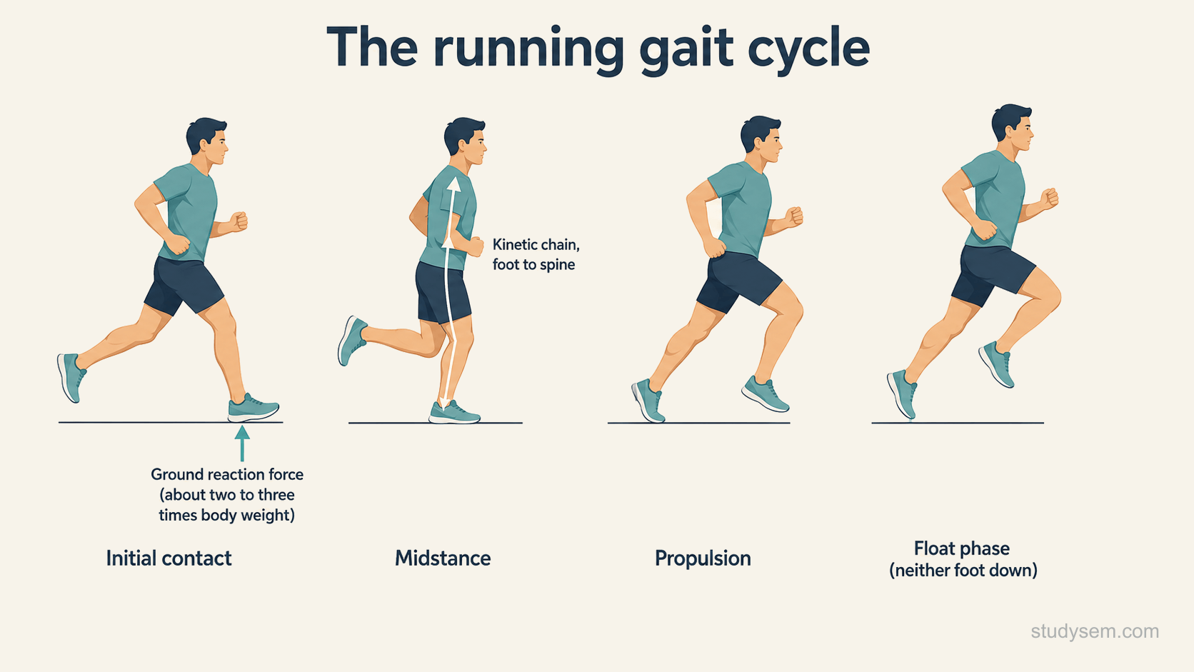 A concept figure of the running gait cycle shown as a sequence of a runner at initial contact, midstance and propulsion, with the float phase where neither foot is on the ground indicated between steps, an upward arrow at landing representing the ground reaction force of about two to three times body weight, and an arrow up the leg and trunk representing the kinetic chain from foot to spine.