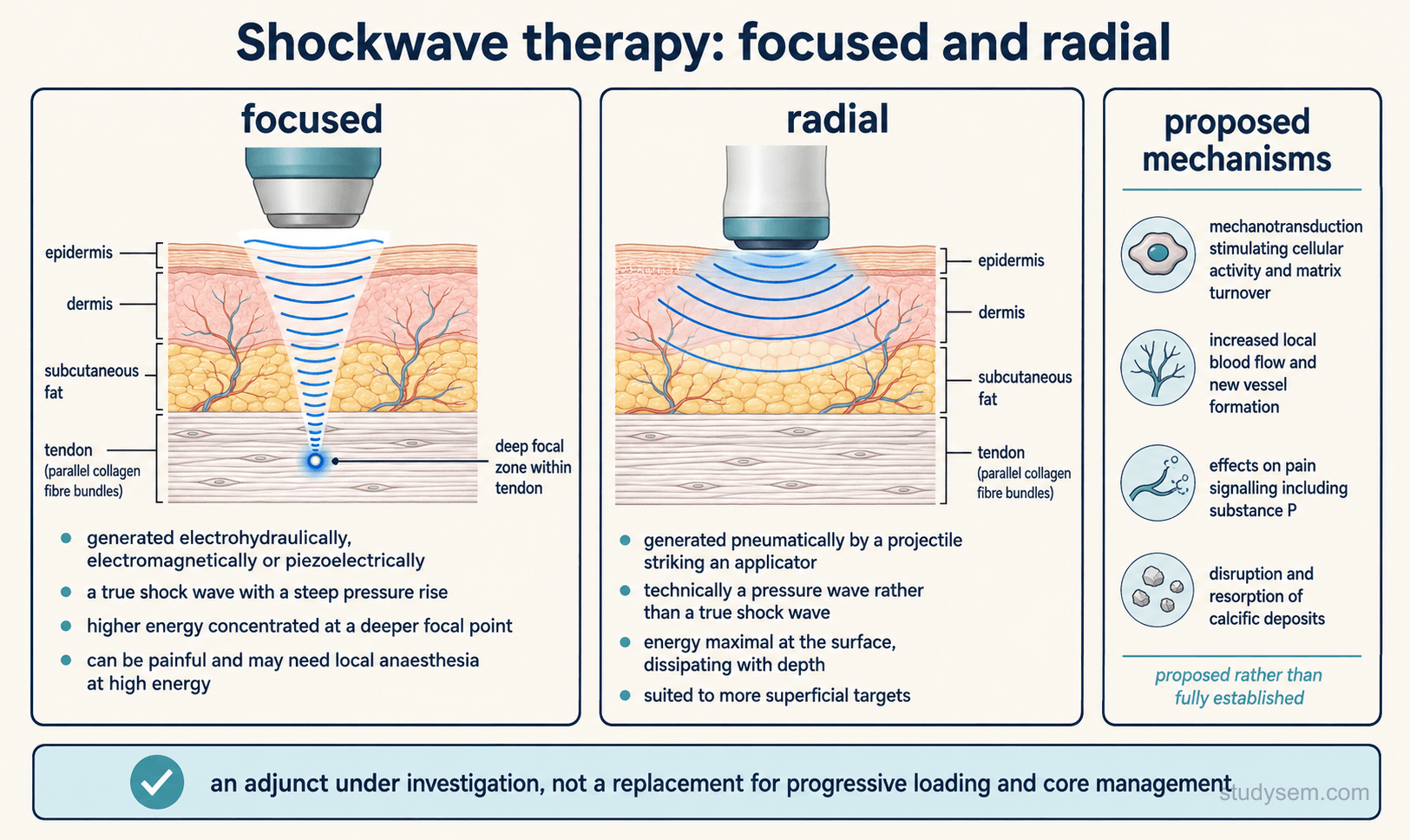 An educational figure titled 'Shockwave therapy: focused and radial'. Two clearly separated bordered panels compare the modalities using cross-sectional skin and soft tissue illustrations with accurate tissue layers labelled epidermis, dermis, subcutaneous fat and tendon. The left panel, focused shockwave, shows a converging wave front from an applicator narrowing to a small deep focal zone at the tendon, labelled: generated electrohydraulically, electromagnetically or piezoelectrically; a true shock wave with a steep pressure rise; energy converging at a focal zone that can be positioned at depth; commonly described using energy flux density. The right panel, radial shockwave, shows a pressure wave from a handpiece spreading outward and dissipating close to the surface, labelled: generated pneumatically by a projectile striking an applicator; technically a pressure wave rather than a true shock wave; maximal at the surface and dissipating with depth; commonly described using applicator pressure, frequency and number of impulses. A note states that energy measures are not directly interchangeable between focused and radial devices. A separate bordered panel headed 'proposed mechanisms' lists mechanotransduction stimulating cellular activity and matrix turnover, local vascular effects, effects on pain signalling including substance P, and disruption of calcific deposits, captioned as proposed rather than established.