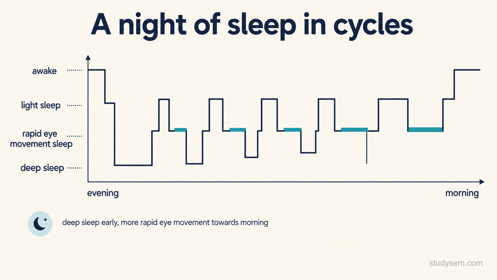 Stylised hypnogram of a night of sleep, plotting sleep stages from awake through light sleep and rapid eye movement sleep to deep sleep across the night from evening to morning, with deep sleep concentrated early and rapid eye movement sleep lengthening towards morning.