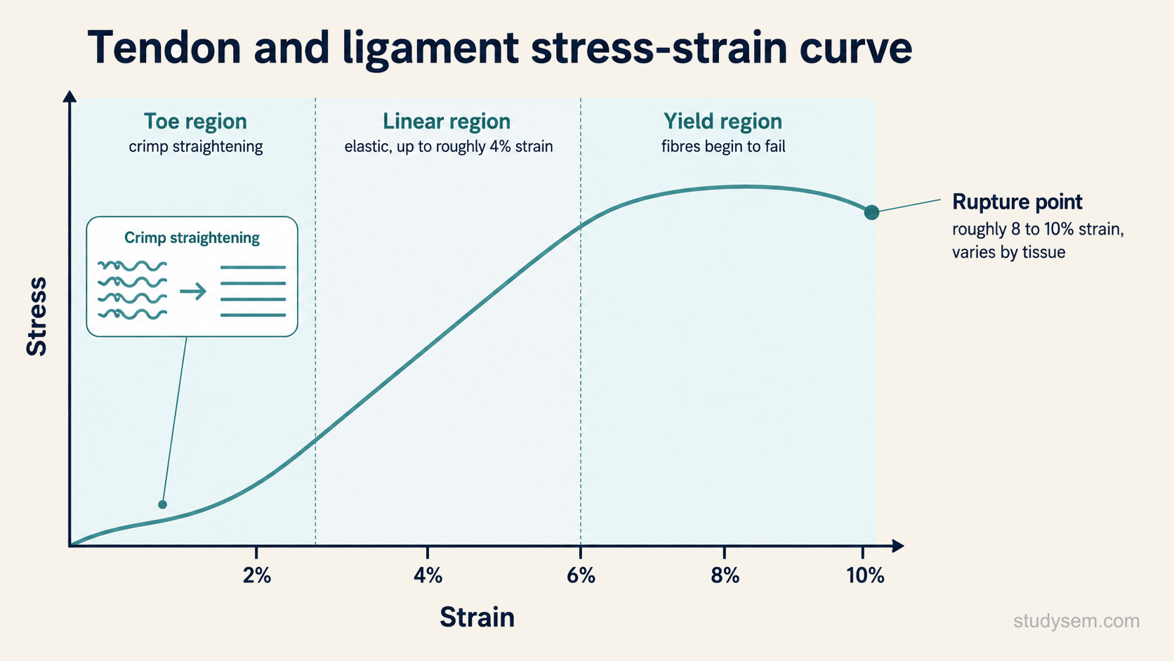 A line graph of the stress-strain curve of a tendon or ligament, with strain on the horizontal axis and stress or load on the vertical axis, showing a shallow toe region at the start where the crimp straightens, then a steeper straight linear region where the collagen is stretched and the tissue behaves elastically up to about four per cent strain, then a yield region where fibres begin to fail, and finally rupture at around eight to ten per cent strain; a small inset near the toe region shows wavy crimped collagen becoming straight.