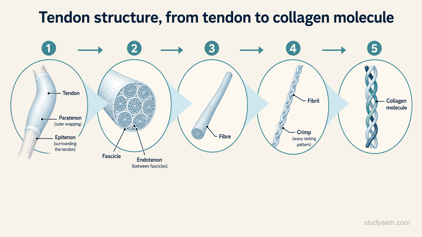 A labelled zoom-in sequence of tendon structure, from the whole tendon down through a fascicle, then a fibre, then a fibril, to the collagen molecule, showing the wavy crimped pattern of the collagen at rest, and the connective tissue layers, the endotenon around fascicles, the epitenon around the whole tendon, and the outer paratenon.