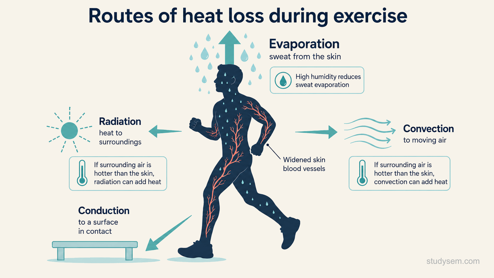 A simple diagram of a person exercising, with four labelled arrows showing the routes of heat loss from the body: radiation of heat to the surroundings, conduction to objects in contact, convection to moving air, and evaporation of sweat from the skin. The evaporation arrow, from sweat on the skin, is emphasised as the main route during exercise, with the skin blood vessels shown widened to bring warm blood to the surface. A note indicates that high humidity reduces how well sweat evaporates, that convection can add heat when the surrounding air is warmer than the skin, and that radiation can add heat when the surrounding surfaces are warmer than the skin.