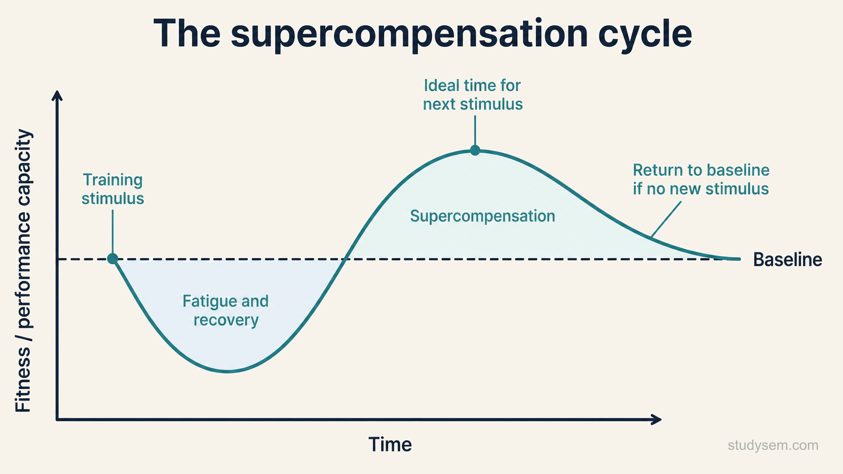 A simplified conceptual line graph of supercompensation, with time on the horizontal axis and fitness or performance capacity on the vertical axis, and a horizontal dashed baseline. A single curve starts at the baseline, is marked at a point labelled as the training stimulus, dips below the baseline into a fatigue and recovery phase, then rises back up and settles a little above the baseline, and then drifts back down towards the baseline.